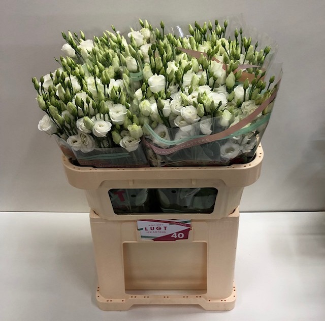 Lisianthus du rosita white.jpg